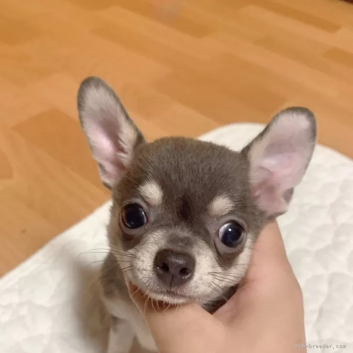 ID:2408-07568の子犬