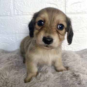 ミニチュアダックスフンド(ロング)【熊本県・女の子・2025年10月14日・シェーデッドイエロー】の写真「可愛い女の子💛」