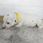 ダルメシアン【熊本県・女の子・2025年9月22日・ホワイト&ブラック】の写真5