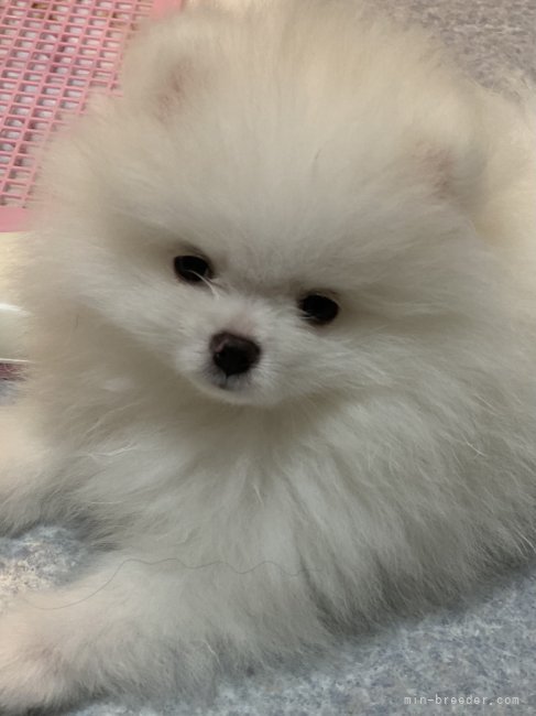 可愛いすぎる子犬達❣️｜宮　祐治(みや　ゆうじ)ブリーダー(埼玉県・ポメラニアン・JKC登録)の紹介写真5