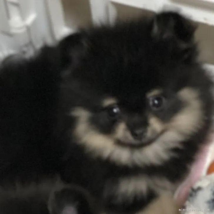 ID：2209-02860の子犬