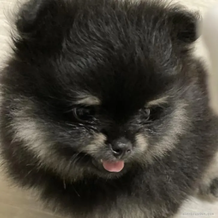 ID:2209-02877の子犬
