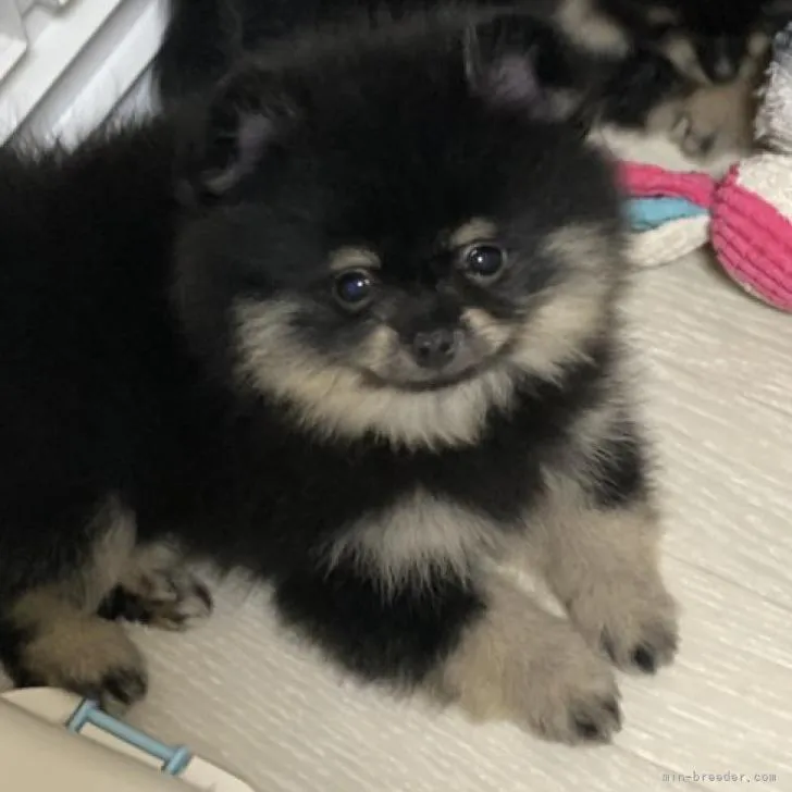 ID:2209-02870の子犬