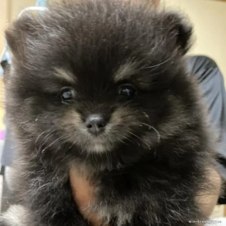 ID：2208-00631の子犬