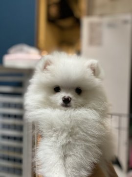 ポメラニアン【埼玉県・男の子・2020年10月4日・ホワイト】の写真「綿あめみたいなもふもふふわふわなホワイトの男の子」