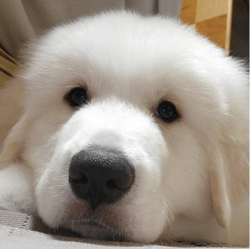 グレートピレニーズ【三重県・女の子・2025年6月13日・ホワイト】の写真「とっても可愛らしい元気な女の子‼」