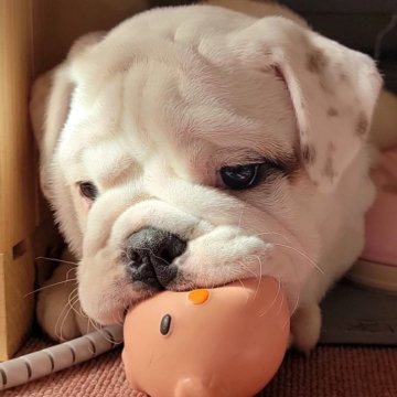 ブルドッグ【三重県・男の子・2024年10月10日・ホワイト&レッド】の写真「骨格・性格・毛色・優しい顔立ち　最高です」