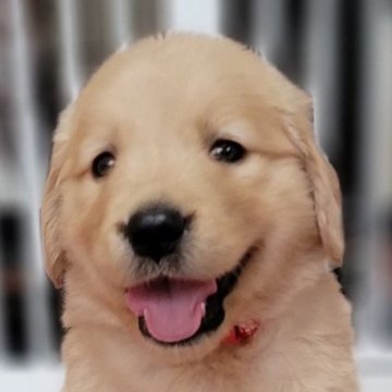 ゴールデンレトリバー【三重県・女の子・2025年1月5日・ゴールド】の写真「のんびりやさんでガッチリした骨格‼」