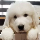 グレートピレニーズ
