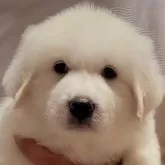 グレートピレニーズ