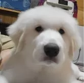 グレートピレニーズ