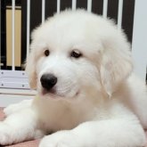 グレートピレニーズ