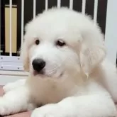 グレートピレニーズ