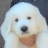 グレートピレニーズ