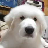 グレートピレニーズ
