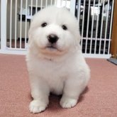 グレートピレニーズ