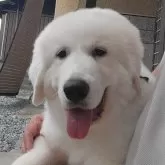 グレートピレニーズ