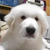 グレートピレニーズ