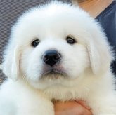 みんなの犬図鑑 - グレートピレニーズ