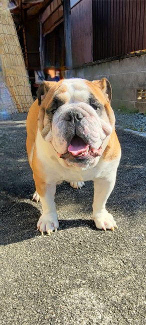 ブルドッグ【・男の子・2023年6月16日・レッド&amp;ホワイト】