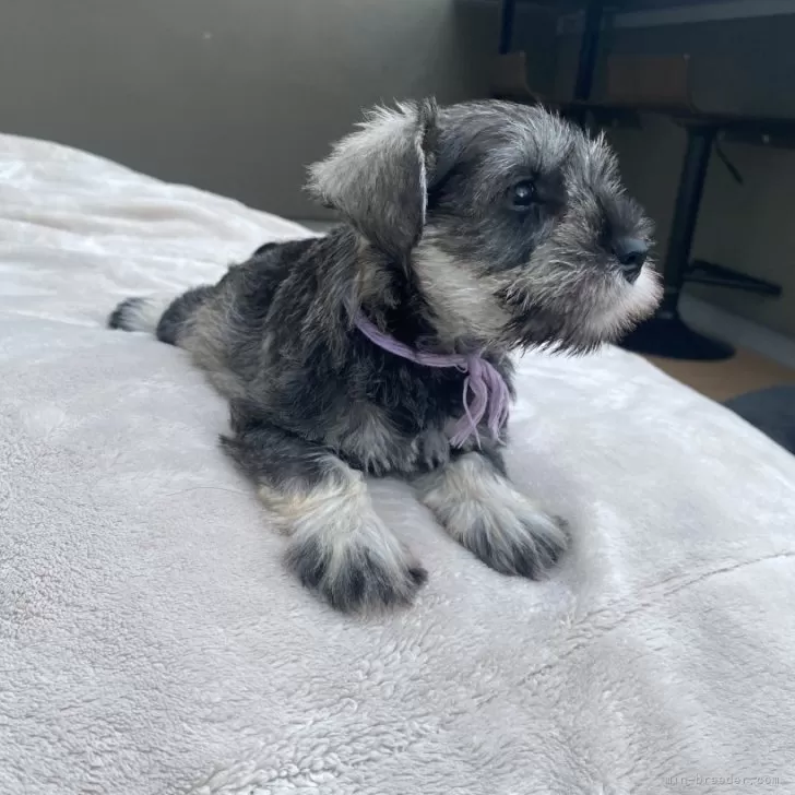ID：2408-07900の子犬