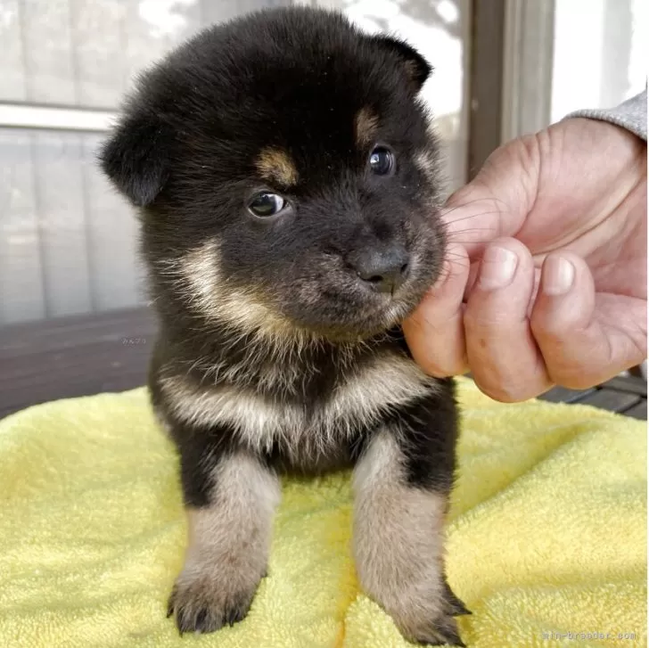 柴犬(標準サイズ)【福岡県・女の子・2025年4月11日・黒】の写真1「ご飯もよく食べて外の環境にもなれてきました。」