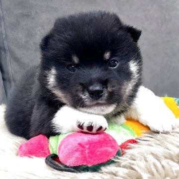 柴犬(豆柴)【福岡県・男の子・2025年8月16日・黒】の写真「チャームポイントが2箇所あります。」