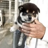 柴犬(標準サイズ)
