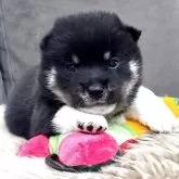 豆柴