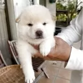 柴犬(標準サイズ)