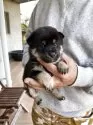 柴犬(標準サイズ)【福岡県・女の子・2025年4月11日・黒】の写真2