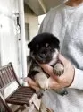 柴犬(標準サイズ)【福岡県・女の子・2025年4月11日・黒】の写真4