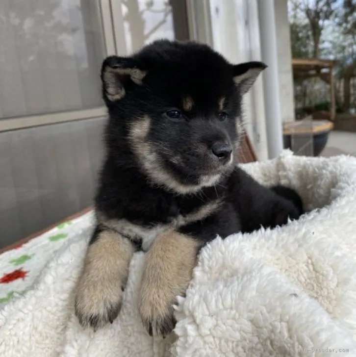 sandii 様のお迎えした子犬