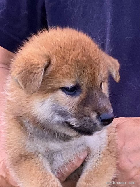 柴犬 福岡県 女の子 21年6月10日 赤 性格も明るくて人懐っこい女の子です みんなのブリーダー 子犬id 2107 柴犬 福岡県 女の子 21年6月10日 赤 性格も明るくて人懐っこい女の子です みんなのブリーダー 子犬id 2107