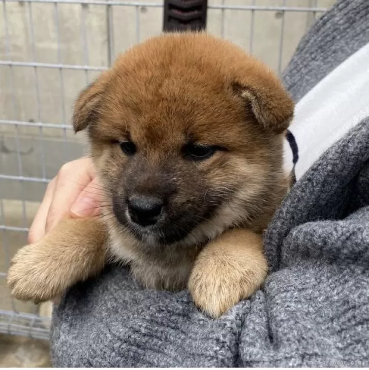 ID:2312-02596の子犬