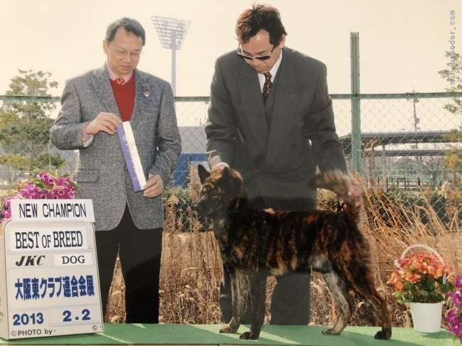 甲斐犬専門で累計700頭以上産出、JKC大阪東ラブ&ピースドッグクラブ代表｜小泉　昌弘(こいずみ　まさひろ)ブリーダー(大阪府・甲斐犬・JKC登録)の紹介写真1