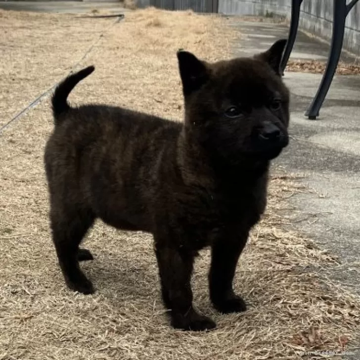 ヨータ 様のお迎えした子犬