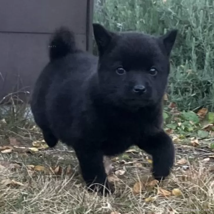 ID：2412-03194の子犬