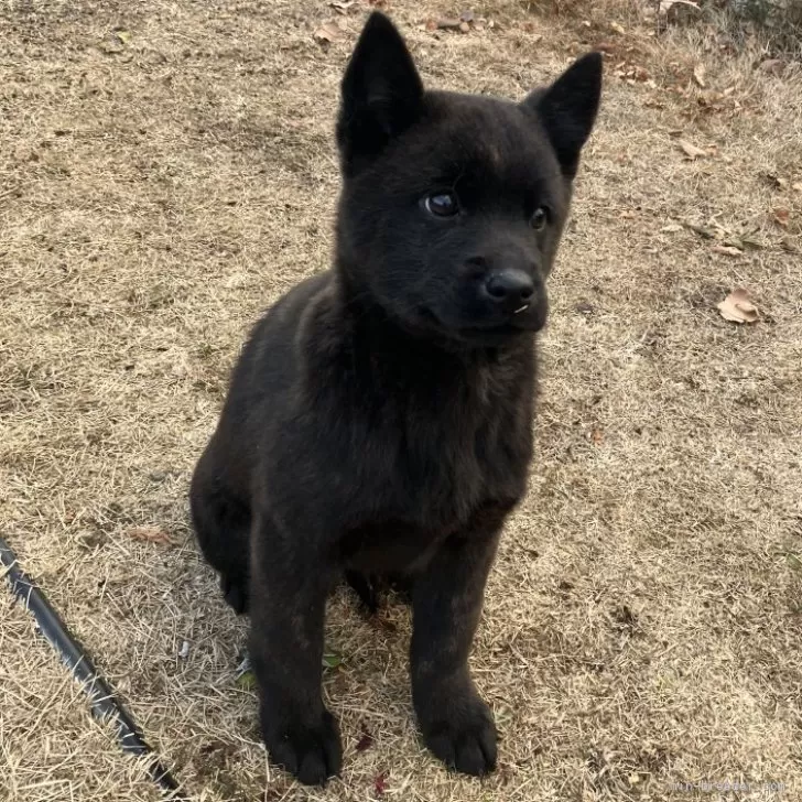 ID:2502-04176の子犬