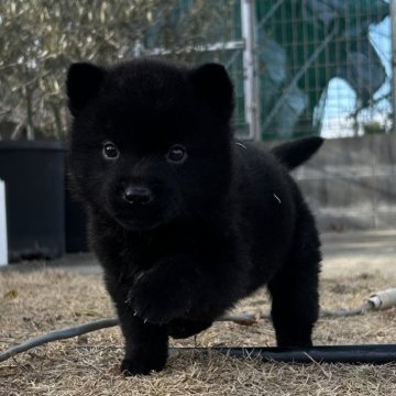 甲斐犬【大阪府・男の子・2025年1月17日・黒虎】の写真「可愛さ200点！！」