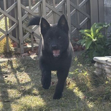 甲斐犬【大阪府・女の子・2025年8月6日・黒虎】の写真「安心のトレーニング完了済み✨」