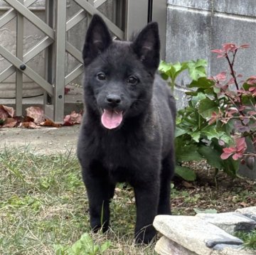 甲斐犬【大阪府・女の子・2025年8月6日・黒虎】の写真「社会性を学んだ美しい姫甲斐犬です。」