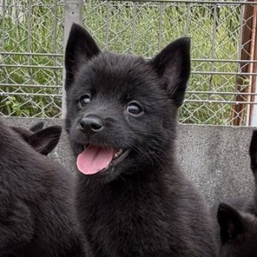 甲斐犬【大阪府・女の子・2025年8月6日・黒虎】の写真「輝く瞳・いきいきした表情お顔が可愛く性格も従順です」