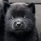 甲斐犬