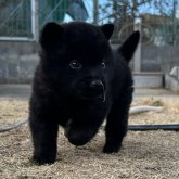 甲斐犬