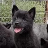 甲斐犬
