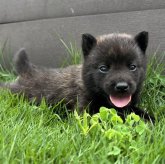 甲斐犬