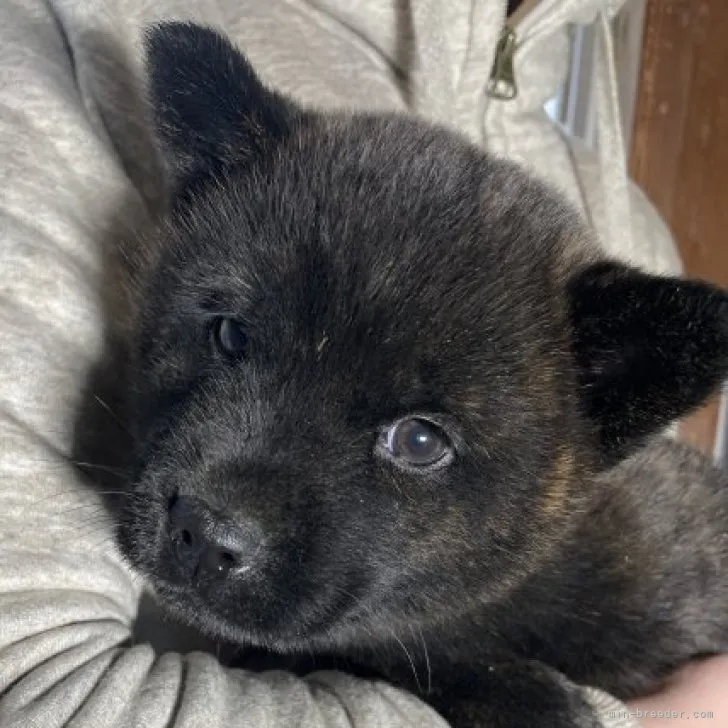 はちくじ 様のお迎えした子犬