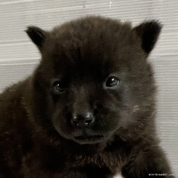 みの 様のお迎えした子犬