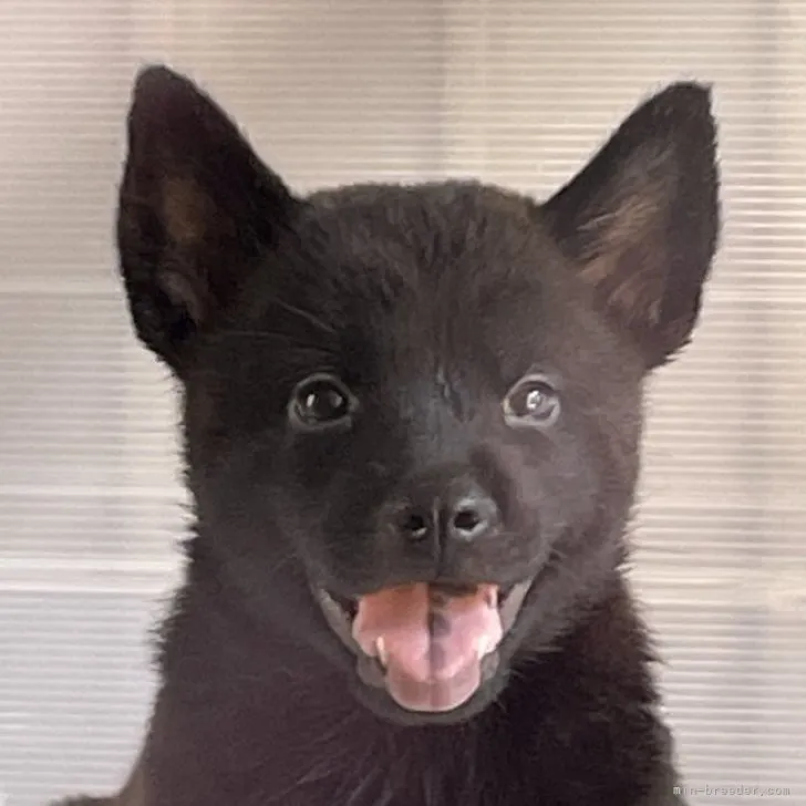 マサ 様のお迎えした子犬